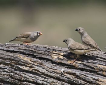 Zebra Finch (Taeniopygia guttata) ©WikiC Female -2 young