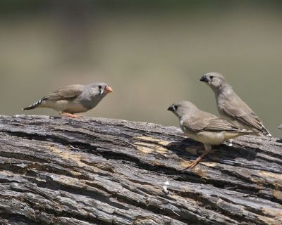 Zebra Finch (Taeniopygia guttata) ©WikiC Female -2 young