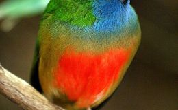 Birds of the Bible – Birds and&nbsp;Names?