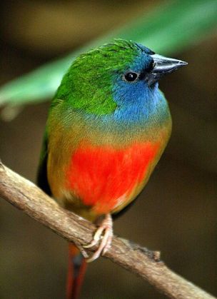 Pin-tailed Parrotfinch (Erythrura prasina) ©WikiC