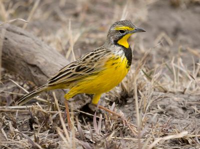 Yellow-throated Longclaw (Macronyx croceus) ©WikiC