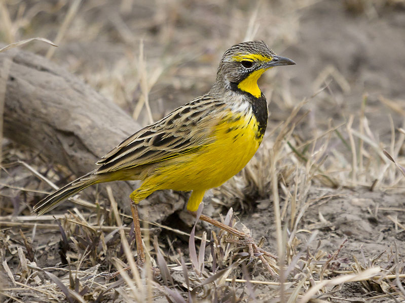 Yellow-throated Longclaw (Macronyx croceus) ©WikiC