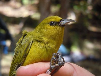 Hawaii Amakihi (Hemignathus virens) ©WikiC