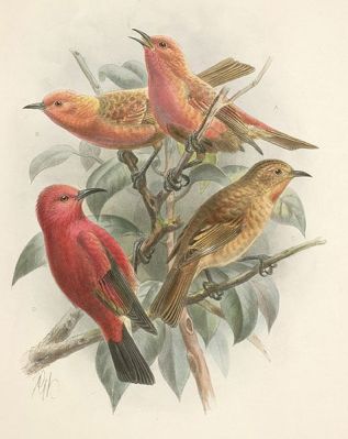 Laysan Honeycreeper (Himatione fraithii) ©Drawing WikiC