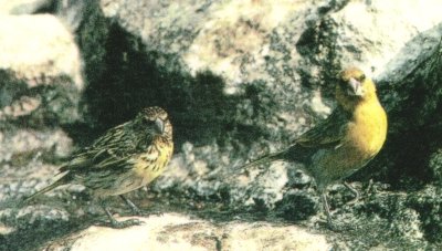 Nihoa Finch (Telespiza ultima) ©WikiC