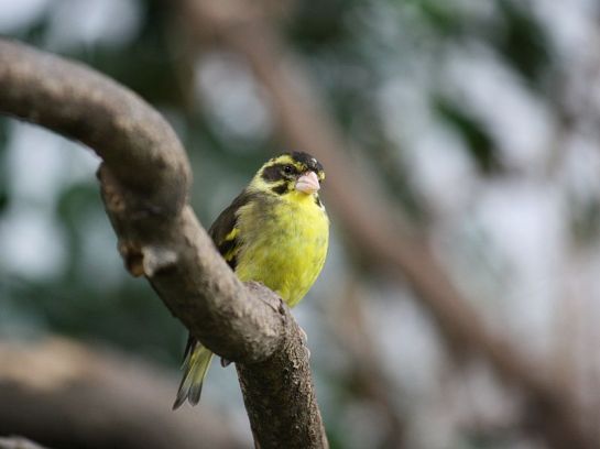 Yellow-breasted Greenfinch (Chloris spinoides) ©WikiC