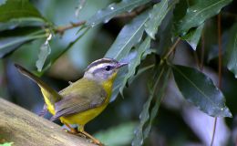 Sunday Inspiration – New World Warblers&nbsp;II