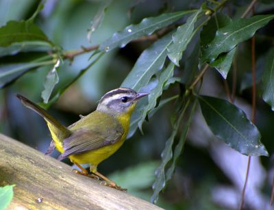 Golden-crowned Warbler (Basileuterus culicivorus) ©WikiC