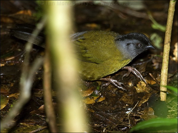 Large-footed Finch (Pezopetes capitalis) by Ian