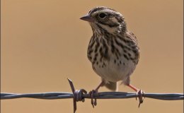 Chippy, Sweetvoice, and Dotty – Chapter&nbsp;4