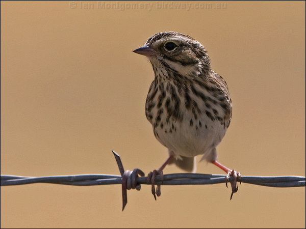 Vesper Sparrow (Pooecetes gramineus) by Ian