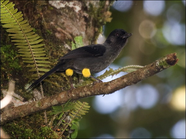Yellow-thighed Finch (Pselliophorus tibialis) by Ian