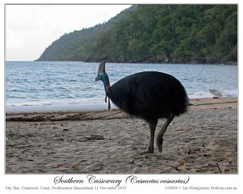 Southern Cassowary and Solar Eclipse by Ian 5