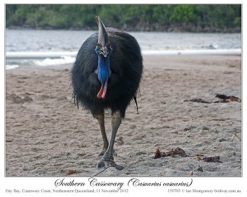 Southern Cassowary and Solar Eclipse by Ian 6
