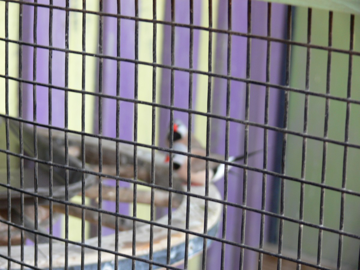 Finches Lowry Pk Zoo (60)