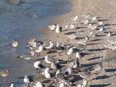 Willit - Laughing Gull - Forster's Tern at Ft DeSoto 11-22-12 Thanksgiving