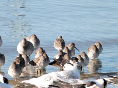 Shorebirds at MacDill AFB shore 11-23-12