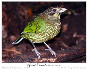 Green Catbird (Ailuroedus crassirostris) by Ian 3