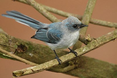 White-tailed Blue Flycatcher (Elminia albicauda) ©WikiC