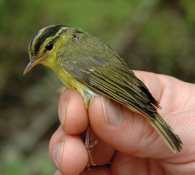 Limestone Leaf Warbler (Phylloscopus calciatilis) ©WikiC