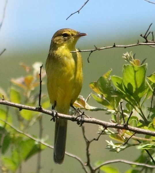 African Yellow Warbler (Iduna natalensis) ©WikiC