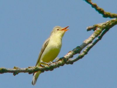 Icterine Warbler (Hippolais icterina) ©WikiC