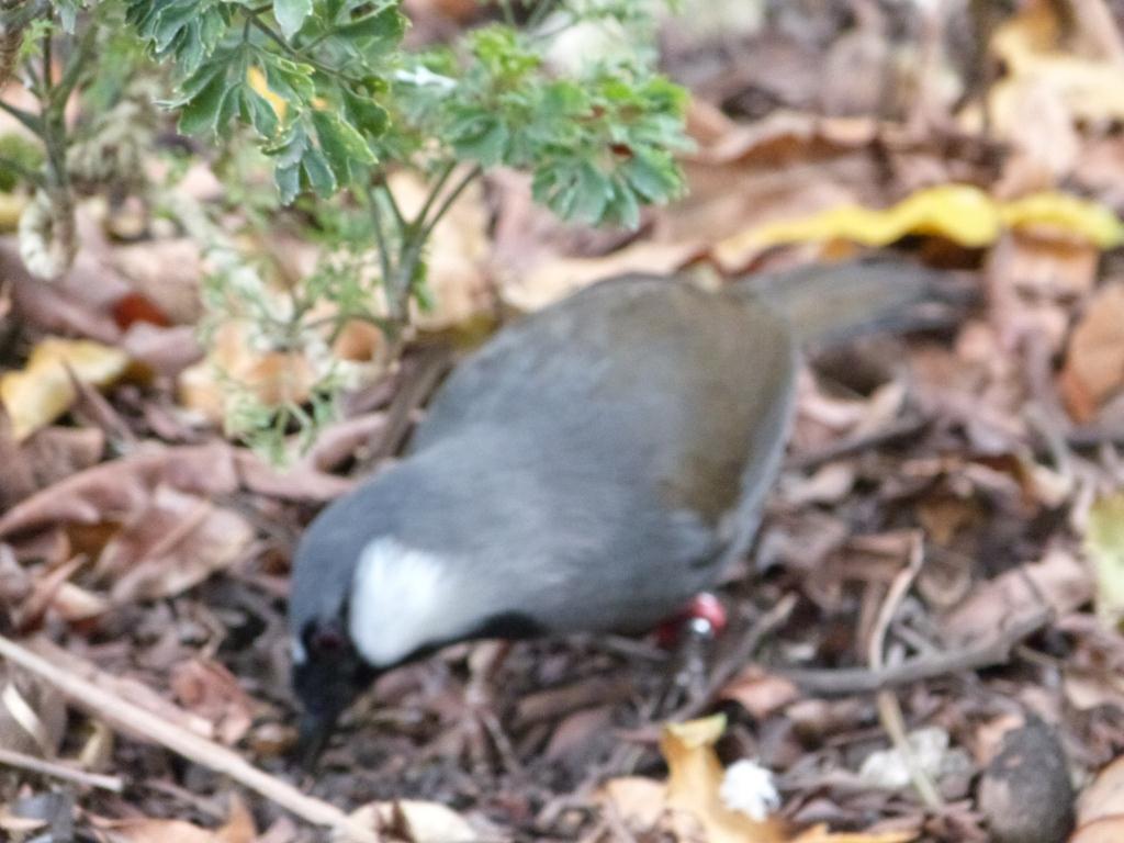 Black-throated Laughingthrush (Pterorhinus chinensis) ProofShot
