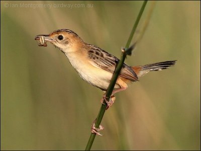 Golden-headed Cisticola (Cisticola exilis) by Ian