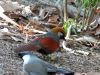Red-tailed Laughingthrush at Wings of Asia by Lee
