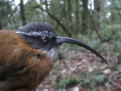 Slender-billed Scimitar Babbler (Pomatorhinus superciliaris) ©WikiC