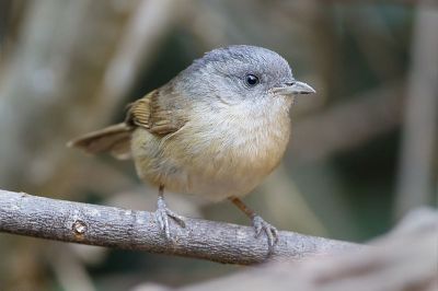Brown-cheeked Fulvetta (Alcippe poioicephala) ©WikiC