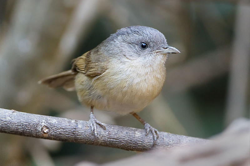 Brown-cheeked Fulvetta (Alcippe poioicephala) ©WikiC