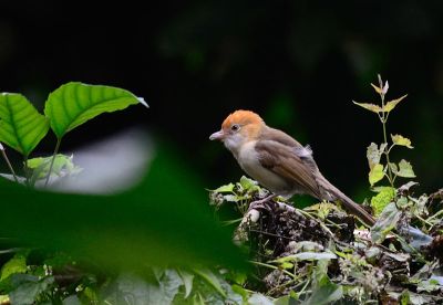White-hooded Babbler (Gampsorhynchus rufulus) ©WikiC
