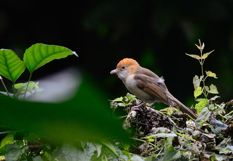 White-hooded Babbler (Gampsorhynchus rufulus) ©WikiC