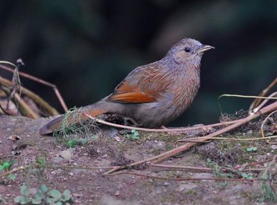 Streaked Laughingthrush (Garrulax lineatus) by Nikhil Devasar