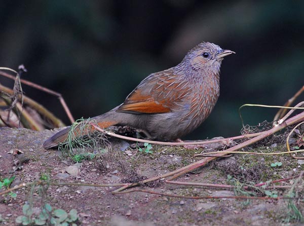 Streaked Laughingthrush (Garrulax lineatus) by Nikhil Devasar