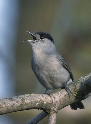 Eurasian Blackcap (Sylvia atricapilla) ©WikiC