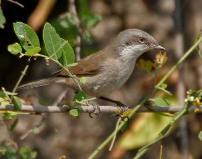 Hume's Whitethroat (Sylvia althaea) ©WikiC