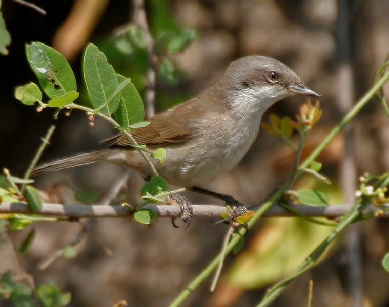 Hume's Whitethroat (Sylvia althaea) ©WikiC