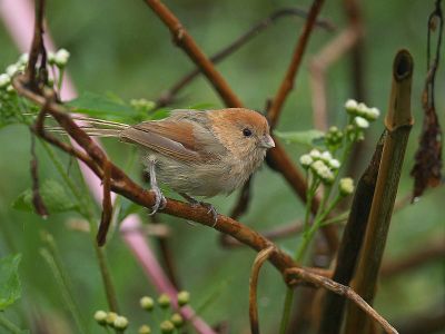 Vinous-throated Parrotbill (Sinosuthora webbiana) ©WikiC