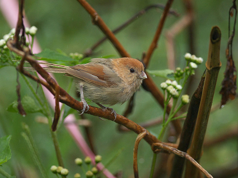 Vinous-throated Parrotbill (Sinosuthora webbiana) ©WikiC