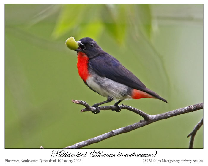 Mistletoebird (Dicaeum hirundinaceum) by Ian 2