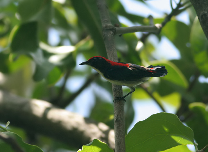 Scarlet-backed Flowerpecker (Dicaeum cruentatum) by Peter Ericsson