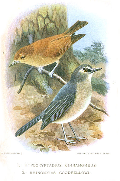 Cinnamon Ibon (Hypocryptadius cinnamomeus) ©Drawing WikiC