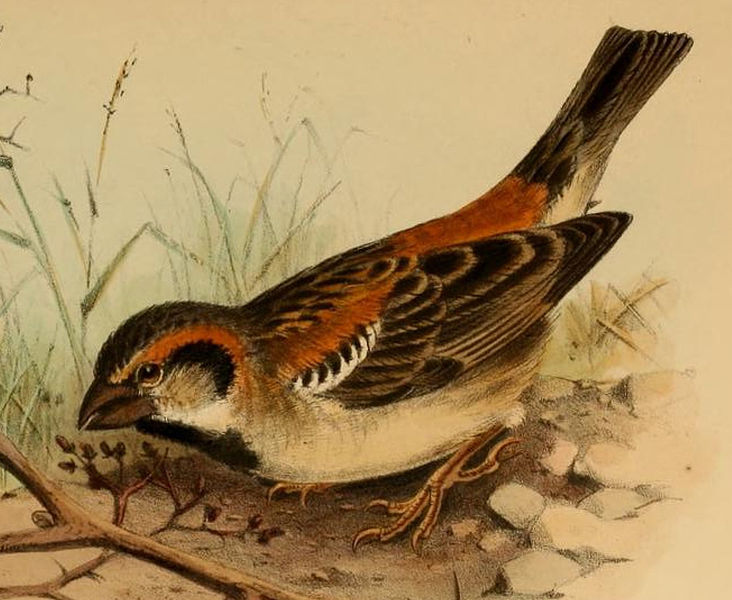 Shelley's Sparrow (Passer shelleyi) ©Drawing WikiC
