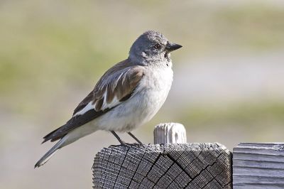White-winged Snowfinch (Montifringilla nivalis) ©WikiC
