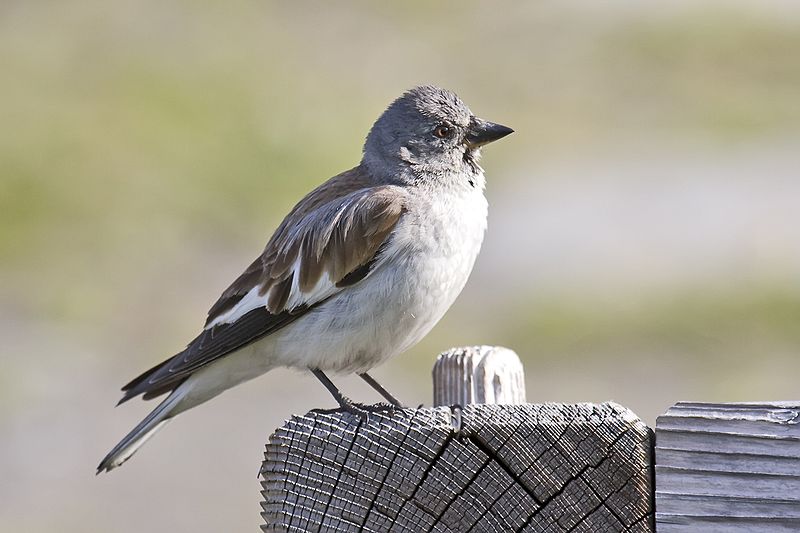 White-winged Snowfinch (Montifringilla nivalis) ©WikiC