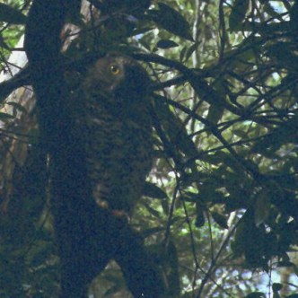 Powerful Owl (Ninox strenua) by Ian 2