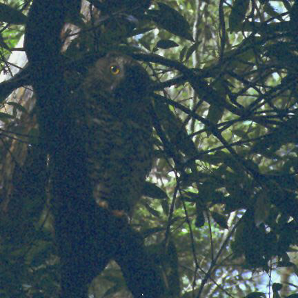 Powerful Owl (Ninox strenua) by Ian 2