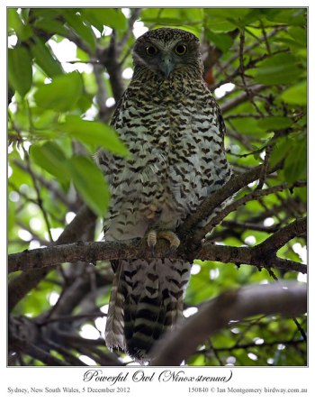 Powerful Owl (Ninox strenua) by Ian 3